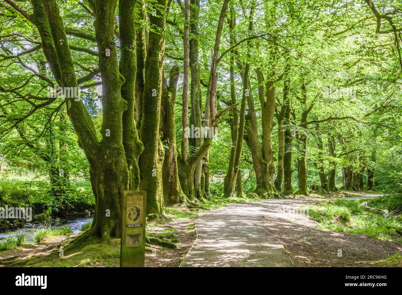 geography / travel, Great Britain, Cornwall, St. Neots, Fowey River St. Neots, Bodmin Moor, Cornwall, ADDITIONAL-RIGHTS-CLEARANCE-INFO-NOT-AVAILABLE Stock Photo