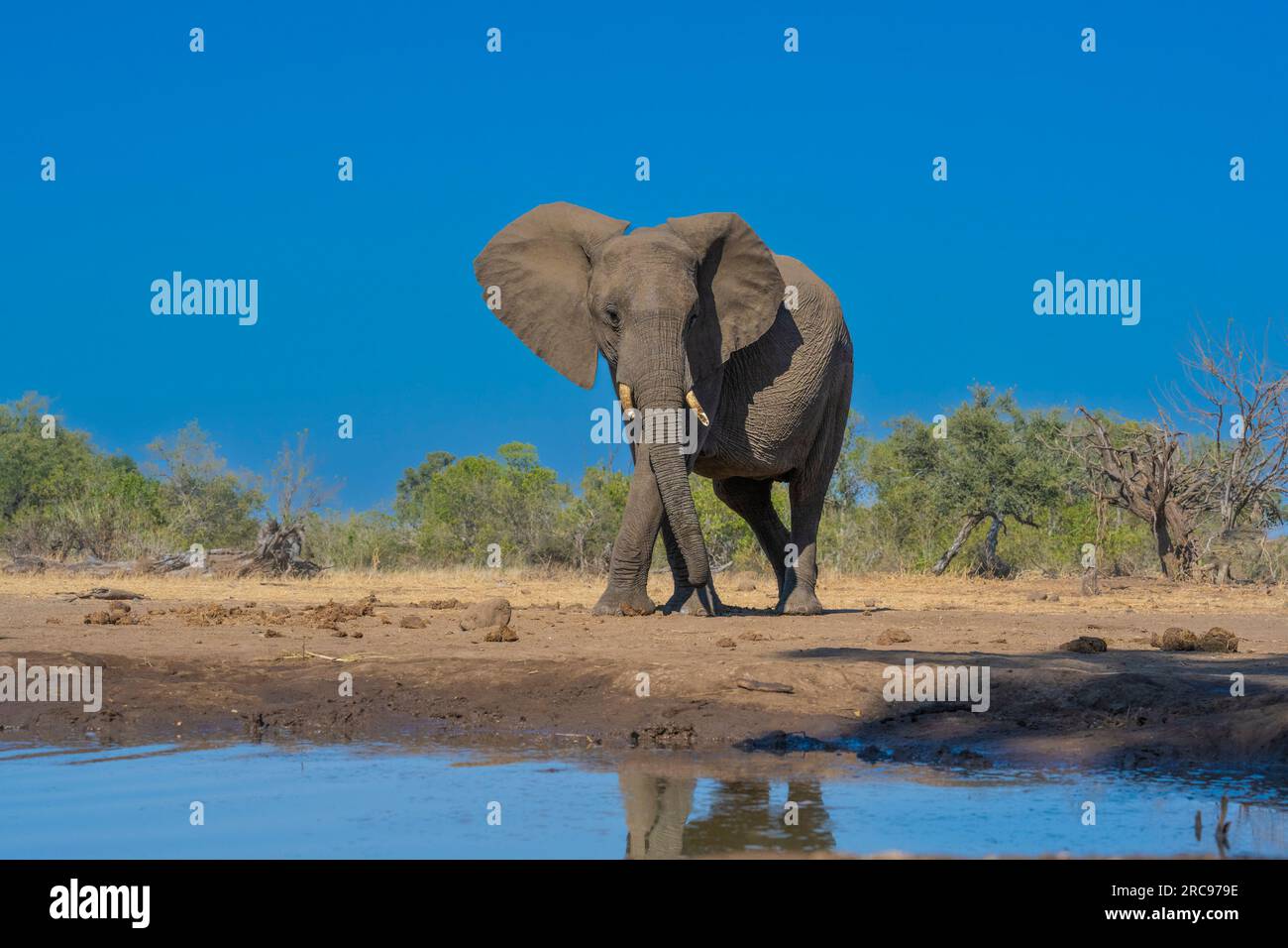 African Elephants at Mashatu Euphorbia Game Reserve in Botswana. Stock Photo