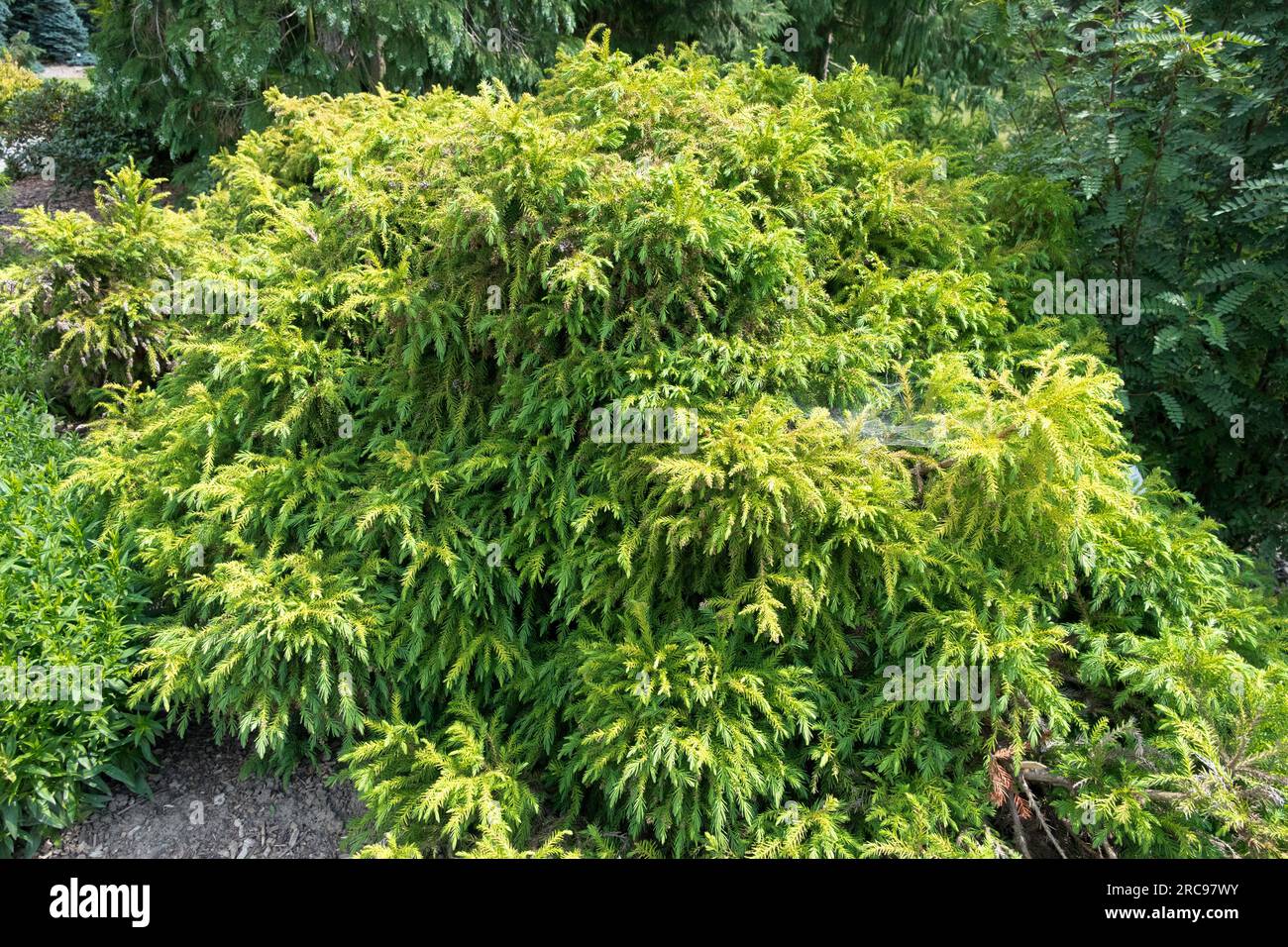 Japanese cedar Cryptomeria japonica 'Globosa Nana' Stock Photo
