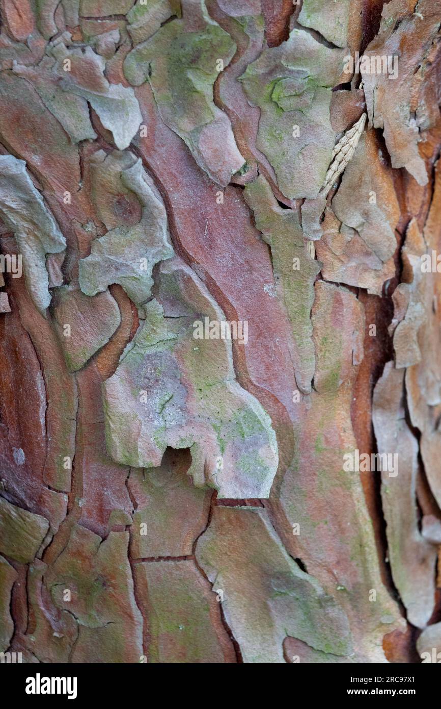 Calocedrus, Tree, Bark, Peel, Texture, Calocedrus decurrens, Peeling bark Stock Photo