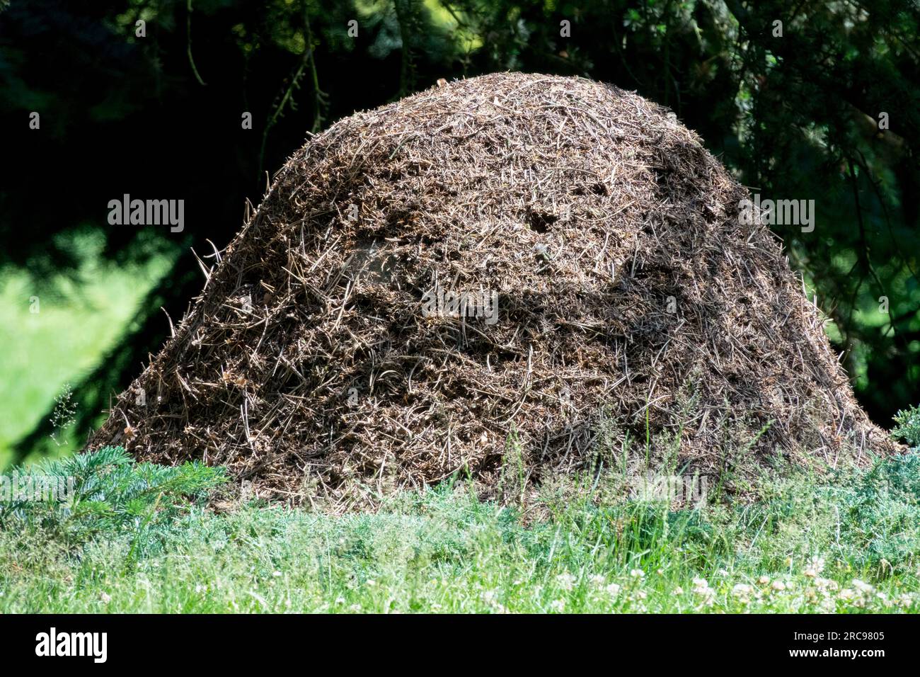 A structure made of needles built on the edge of the forest, which was constructed by forest Ants Nest a colony Ant hill mounted in a dry, sunny place Stock Photo