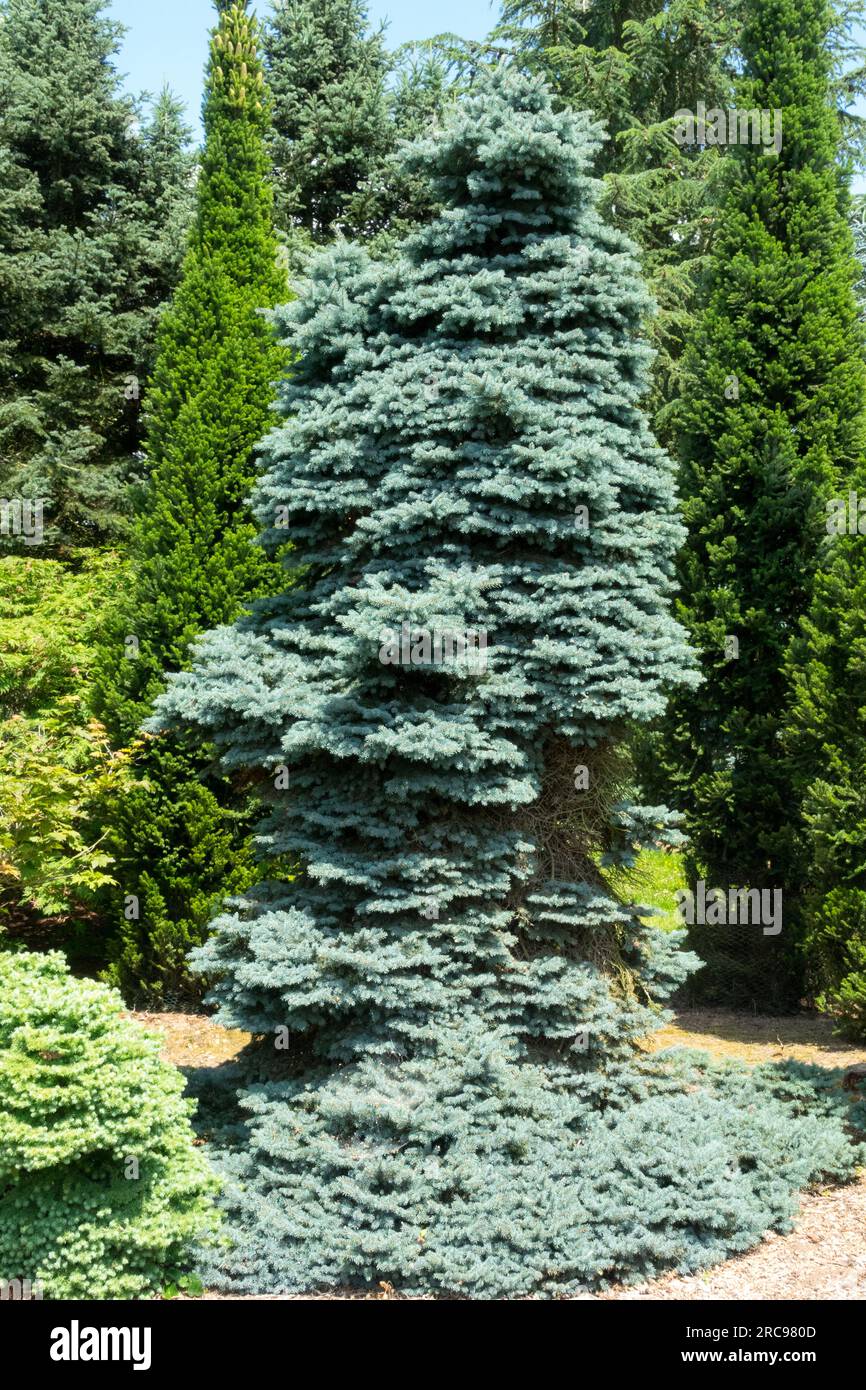 Colorado Blue Spruce, Picea pungens 'Glauca Globosa' older specimen tree in garden Stock Photo