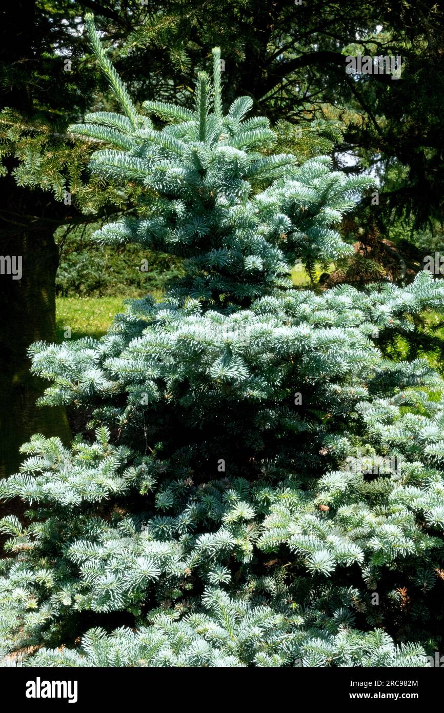 Noble fir, Abies procera 'Blaue Hexe' Tree, Garden, Conifer, Fir, Plant Stock Photo