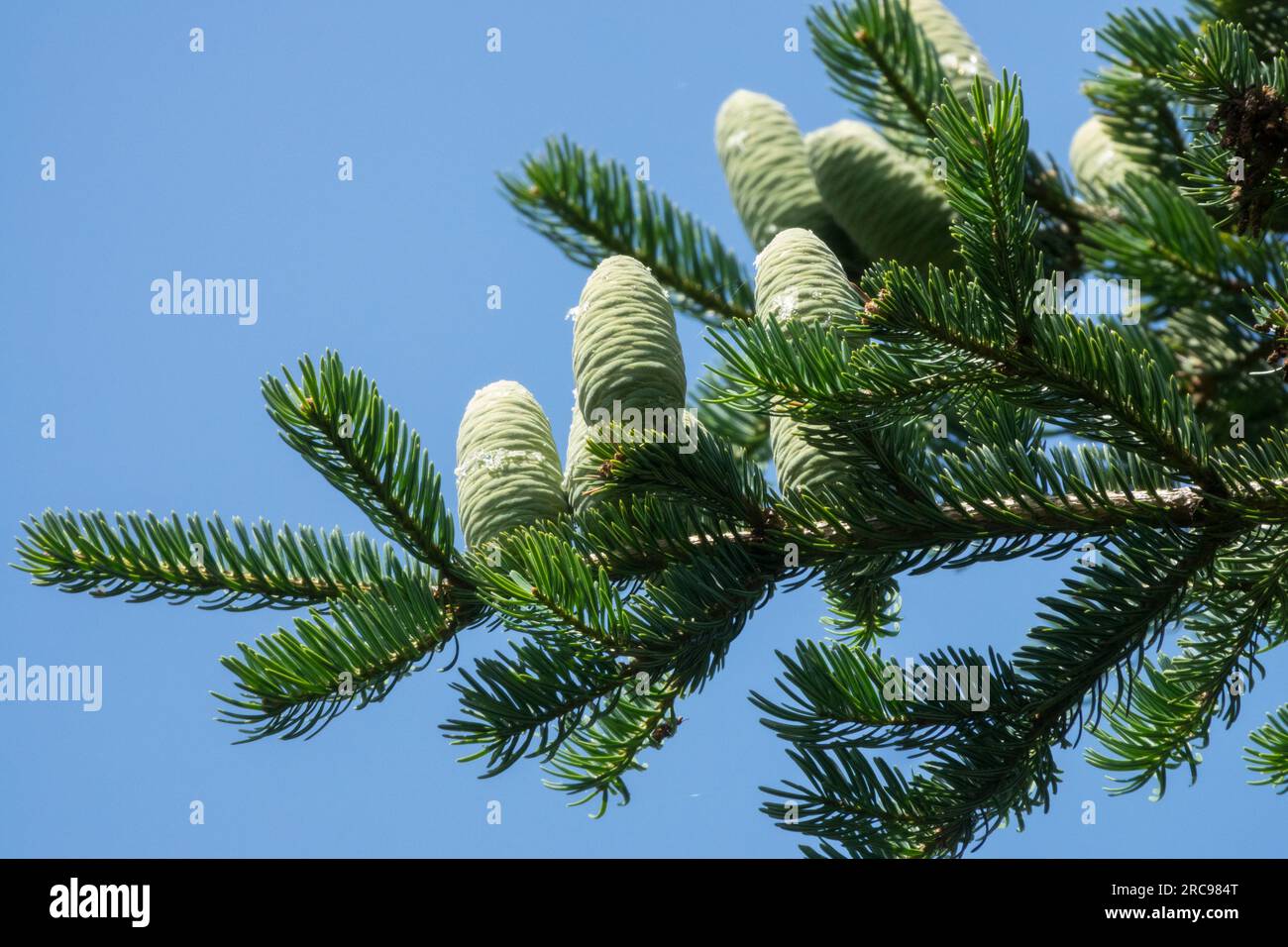 Manchurian Fir, Cones, Abies holophylla Stock Photo - Alamy