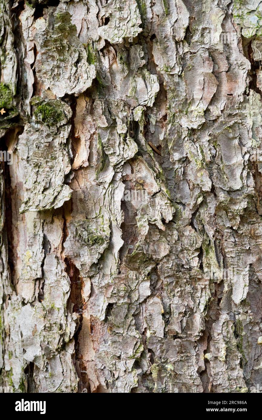 Picea koyamae, Bark, Tree, Texture, Koyama Spruce Stock Photo