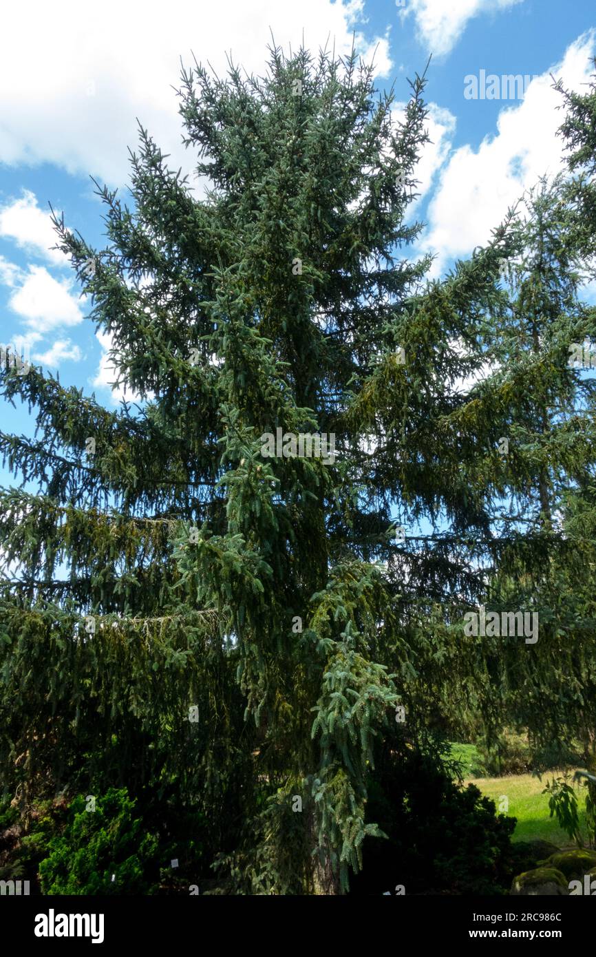 Koyama Spruce, Tree, Picea koyamae tree Stock Photo