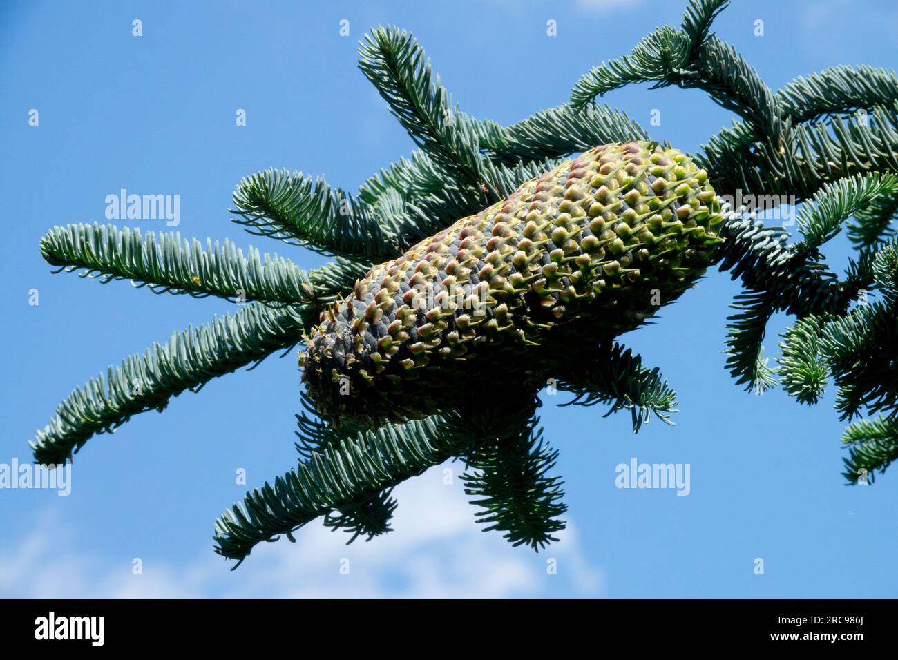 Noble fir cone, Abies procera cone branch, Abies procera "Glauca Procumbens" Stock Photo