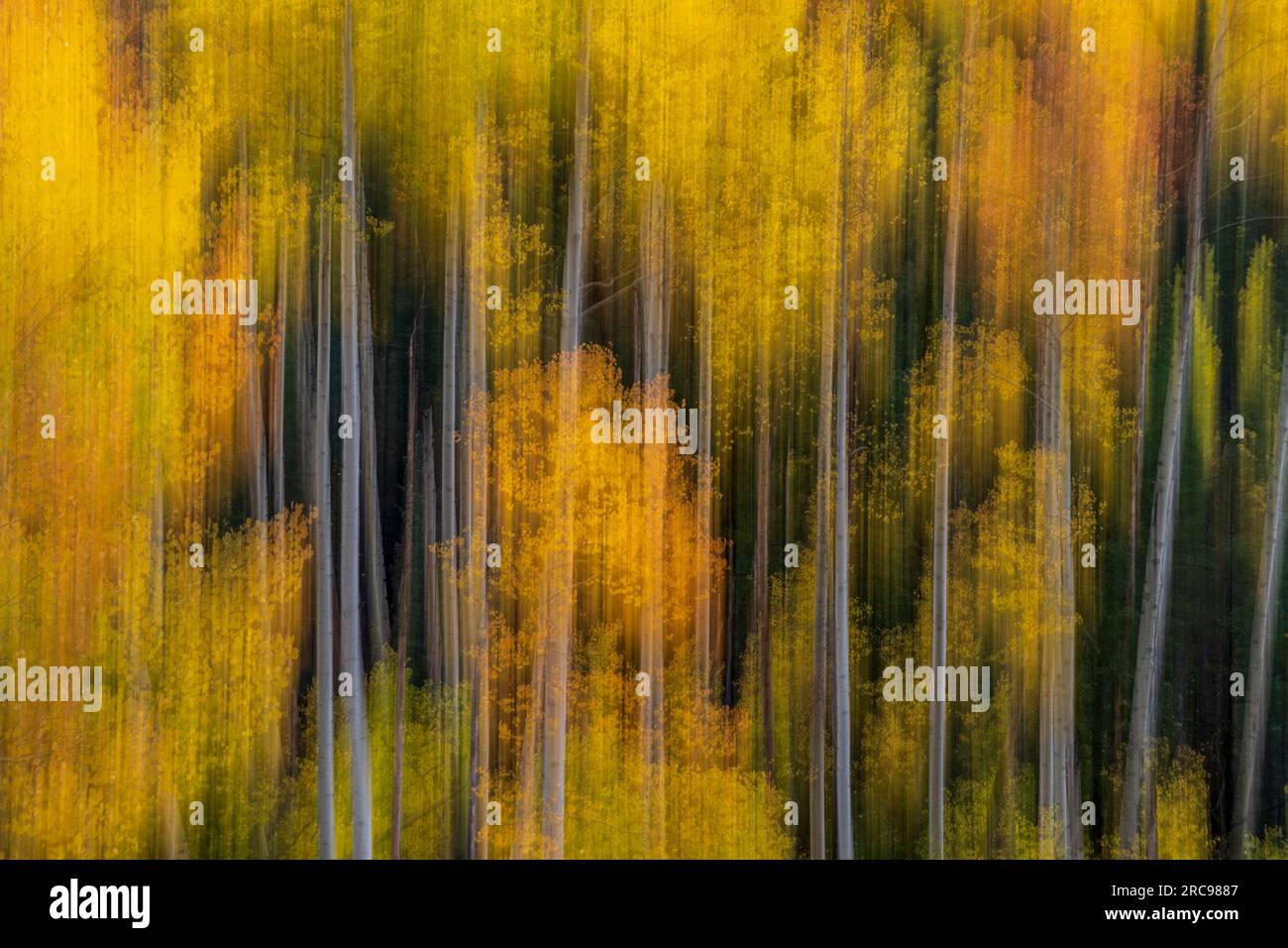 Autumn color in Aspen Trees near Telluride, Colorado. Stock Photo