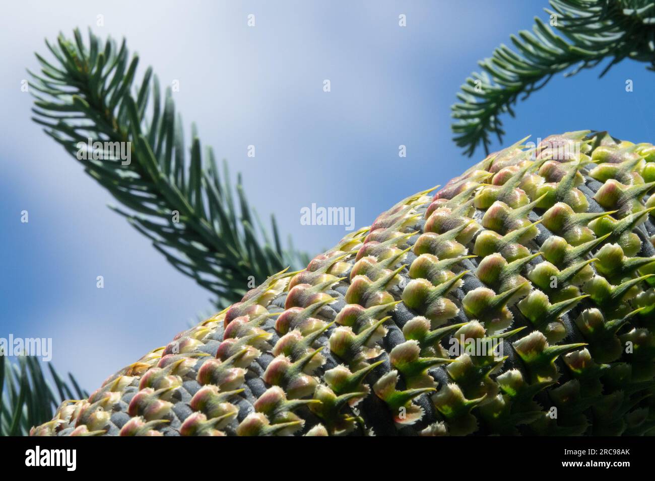 Abies cone texture surface close up Noble fir, Abies procera Stock Photo