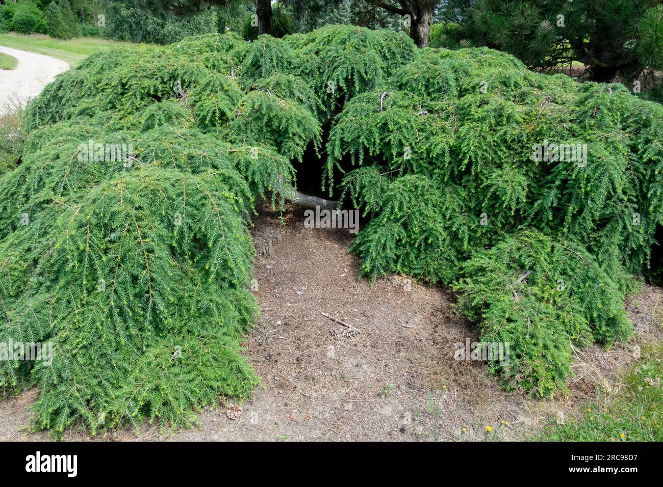 Weeping Hemlock, Tsuga canadensis 'Pendula', Canadian Hemlock, Prostrate growth Tree, Garden Stock Photo
