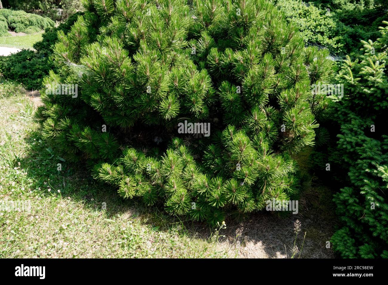 Low, Growth, Bosnian Pine, Pinus heldreichii 'Smidtii', Garden, Pine Stock Photo