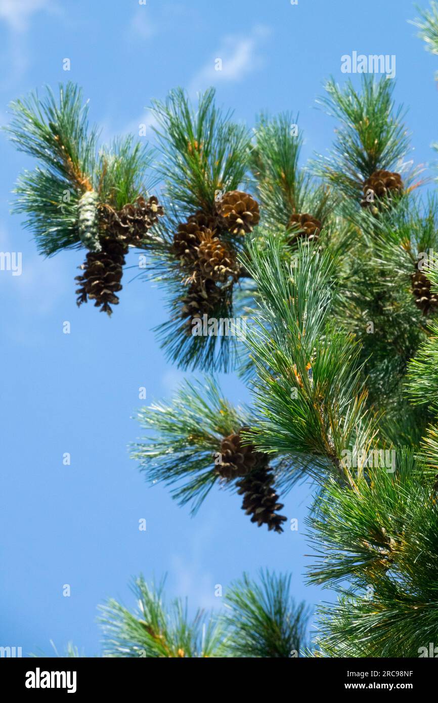 Balkan Pine cones Pinus peuce 'Glauca' Stock Photo