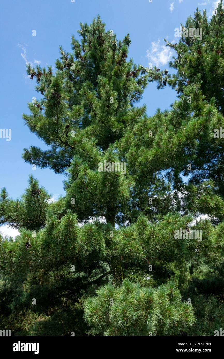 Balkan Pine, Pinus peuce tree Stock Photo
