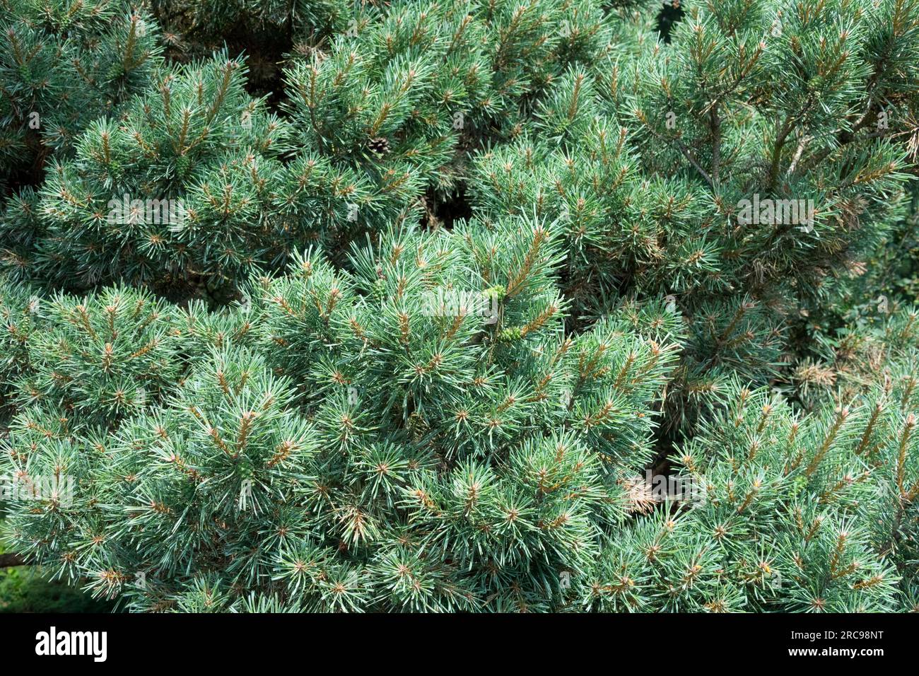 Scotch Pine, Pinus sylvestris "Hibernia", Tree, Pinus Growth Pine Foliage Stock Photo