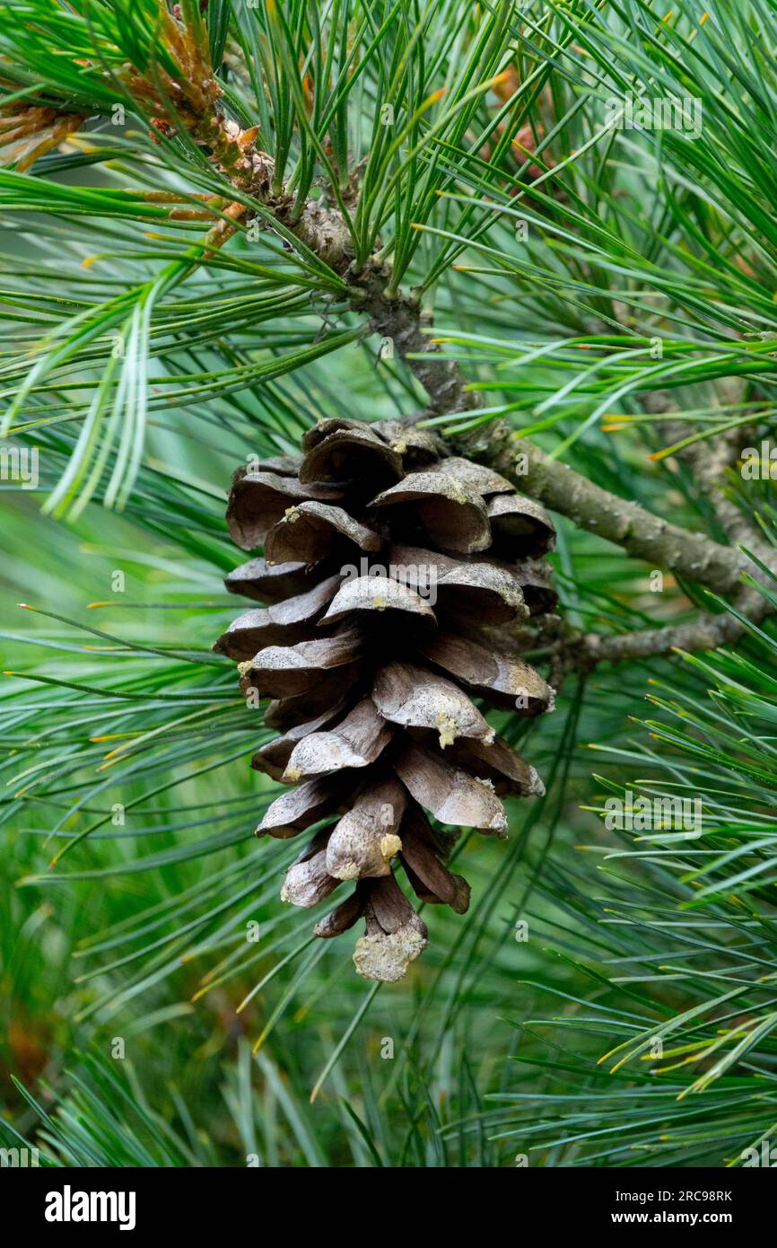 Balkan Pine, Cone, Pinus peuce cone female Stock Photo