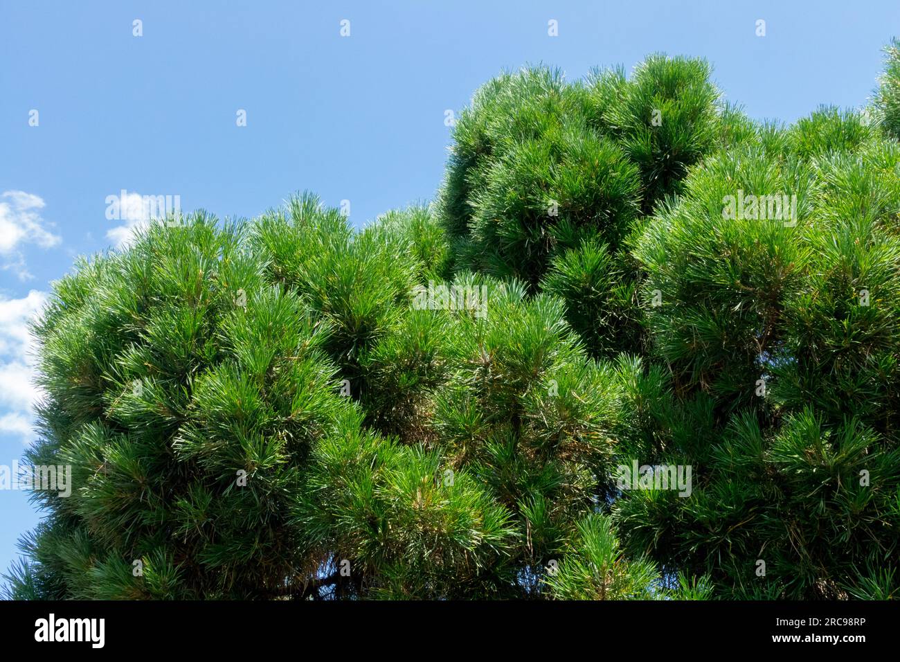 Densely cushions-like growth Pinus sylvestris 'Viridis Compacta', Scots Pine Stock Photo