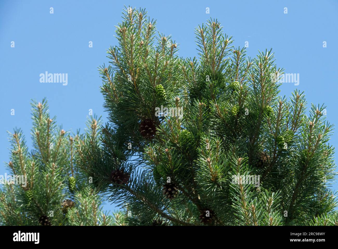 Scots Pine, Pinus sylvestris 'Nana', Needled, Branches, Coniferous, Plant Stock Photo