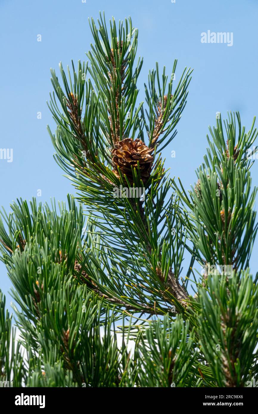 Mountain Pine, Pinus uncinata, Needled, Branch, Pinus uncinata "Grüne Welle" Stock Photo