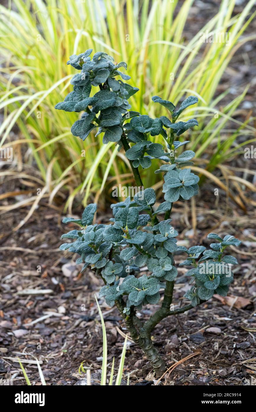 Salix x boydii, Tree Willow Boyd, Acorus gramineus 'Oborozuki' in the back dwarf tree in garden Stock Photo