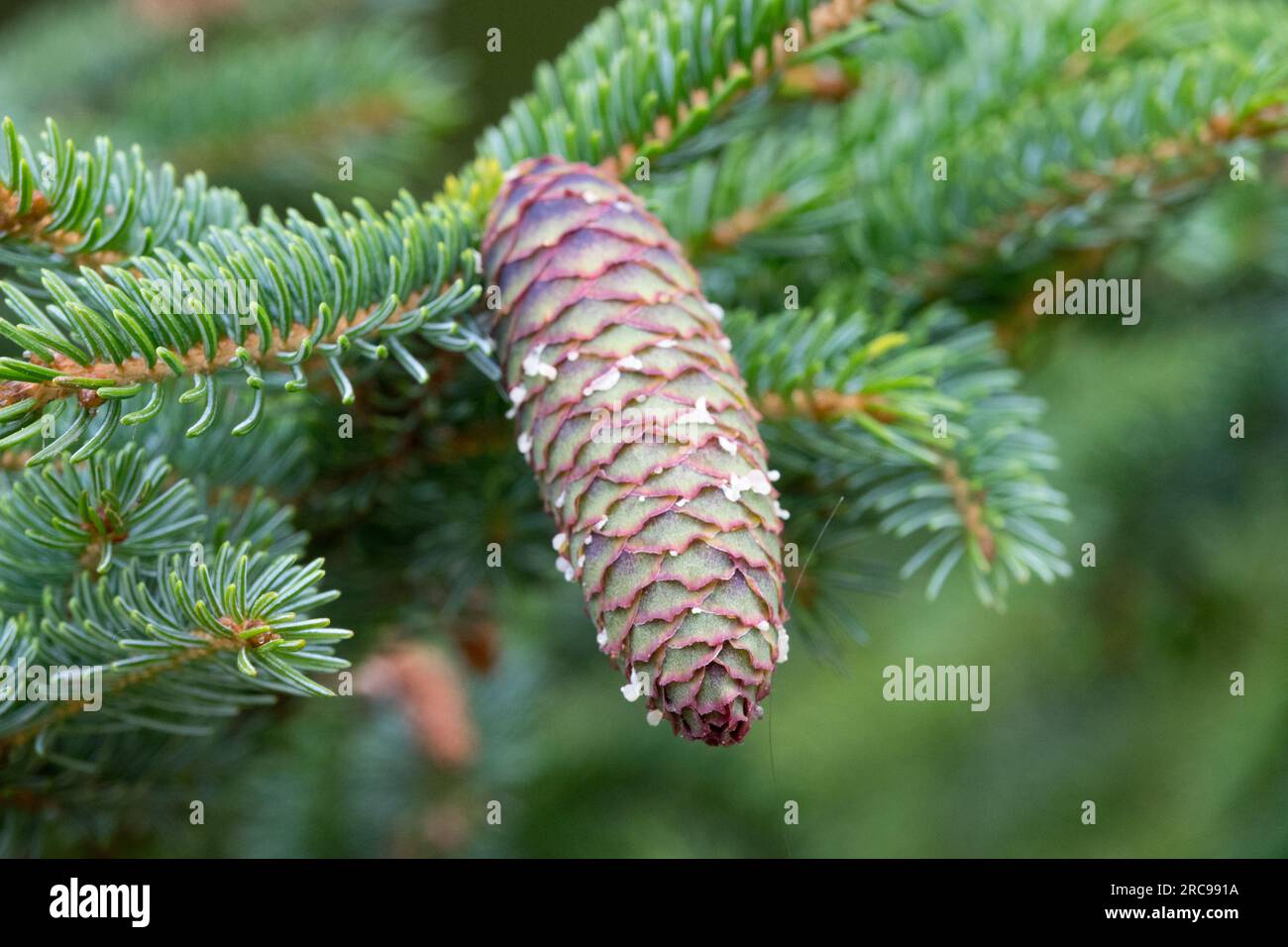 Pinaceae, Cone, Spruce, Picea glehnii Stock Photo