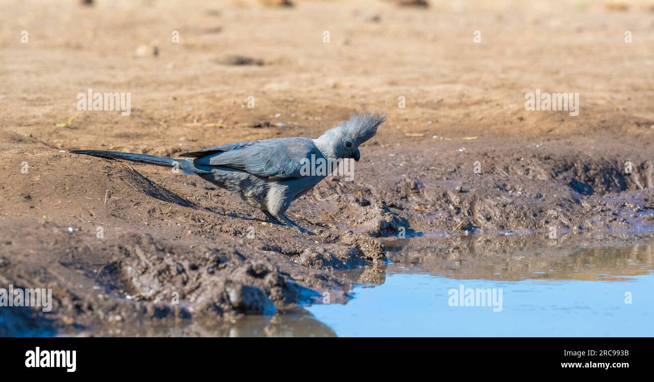 Grey go-away-bird at Mashatu Euphorbia Game Reserve in Botswana. Stock Photo