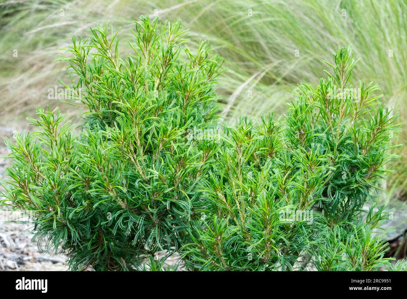 Eastern White Pine Pinus strobus 'Tiny Kurls' aka Pinus strobus 'Tiny Curls' Stock Photo