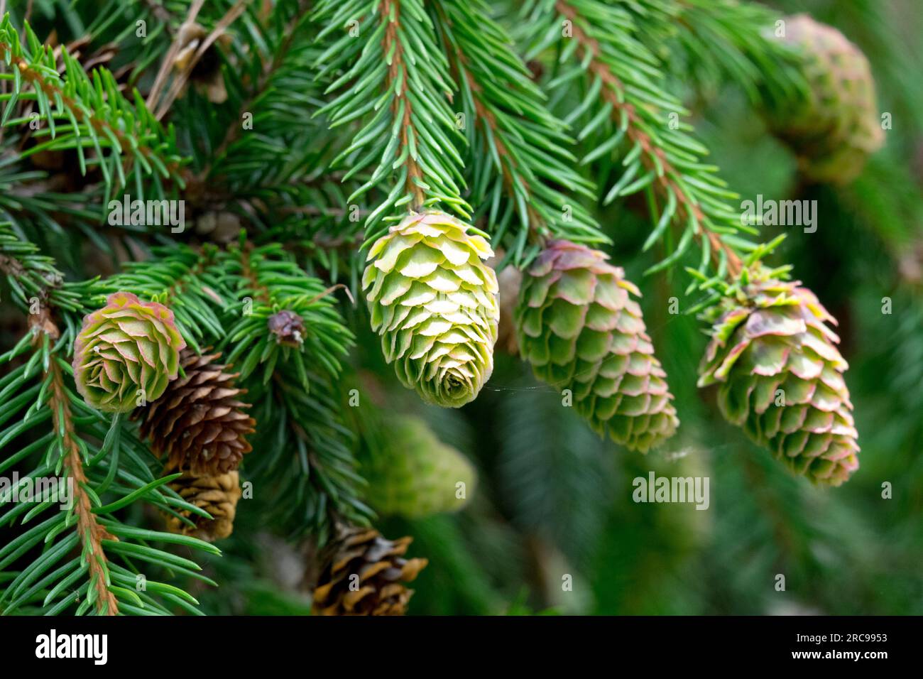 Sakhalin Spruce, Cones, Picea glehnii 'Yatsubusa' Stock Photo