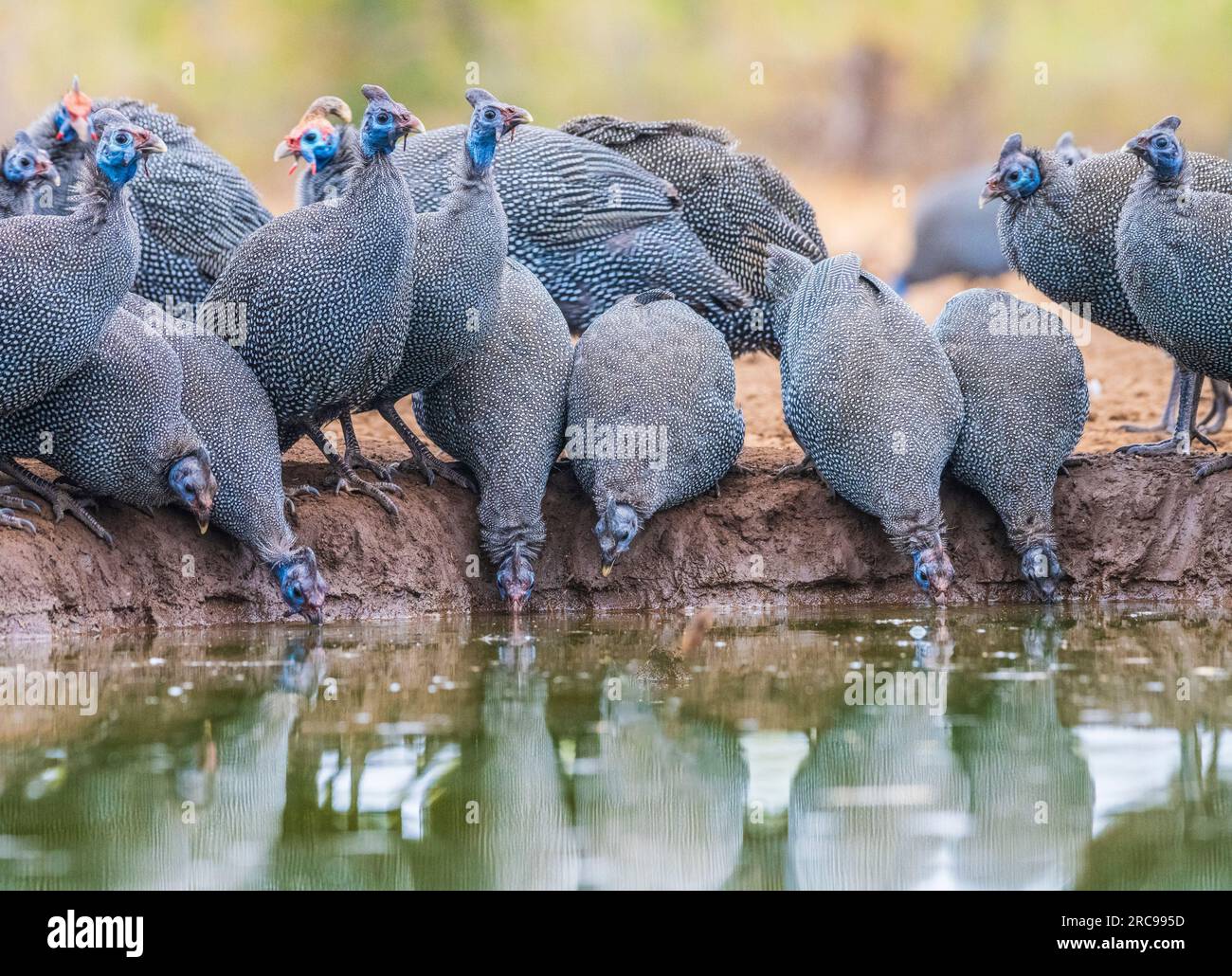 Helmeted Guineafowl at Mashatu Euphorbia Game Reserve in Botswana, Africa. Stock Photo