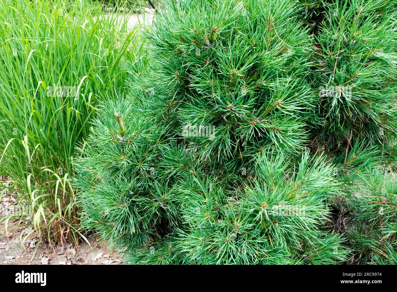 Scotch Pine Pinus sylvestris "Viridis Compacta" in garden Stock Photo