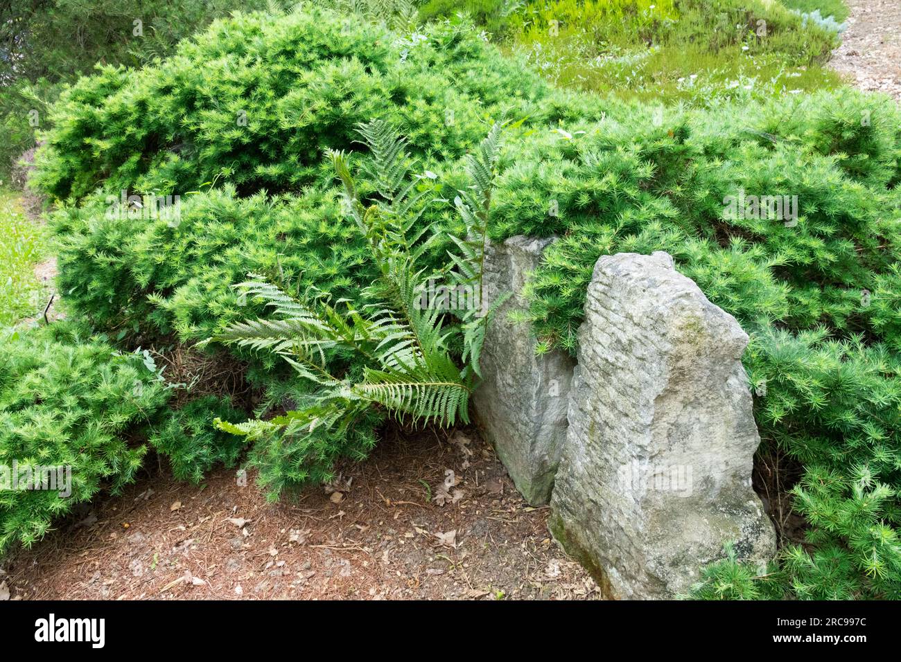 American Larch, Larix laricina 'Arethusa Bog' Low, Larch, Prostrate, Garden, Conifer, Cultivar Larix laricina Stock Photo