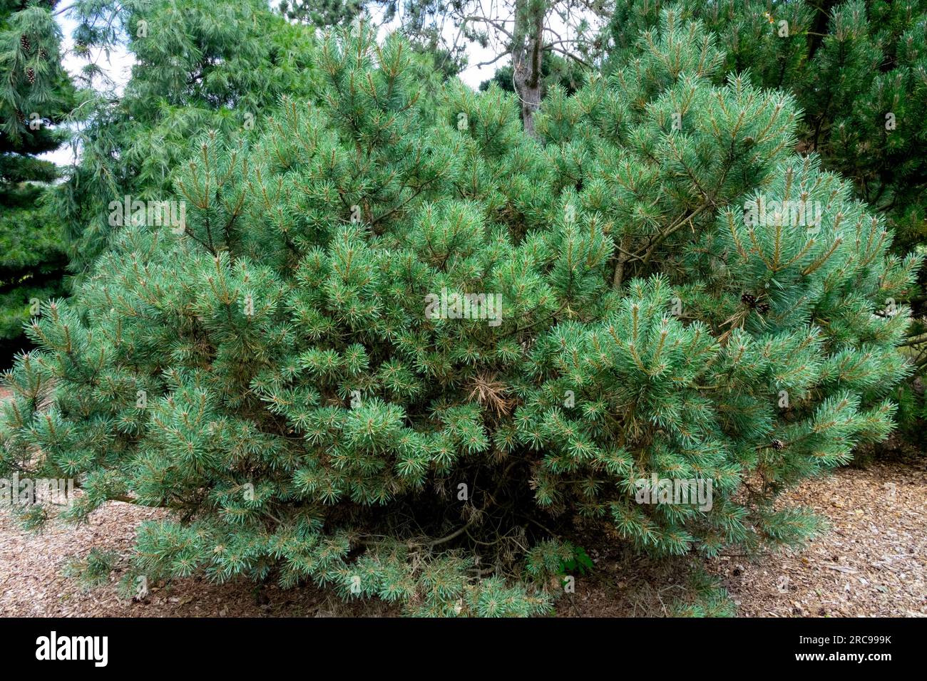 Scotch Pine tree Pinus sylvestris 'Hibernia' Stock Photo