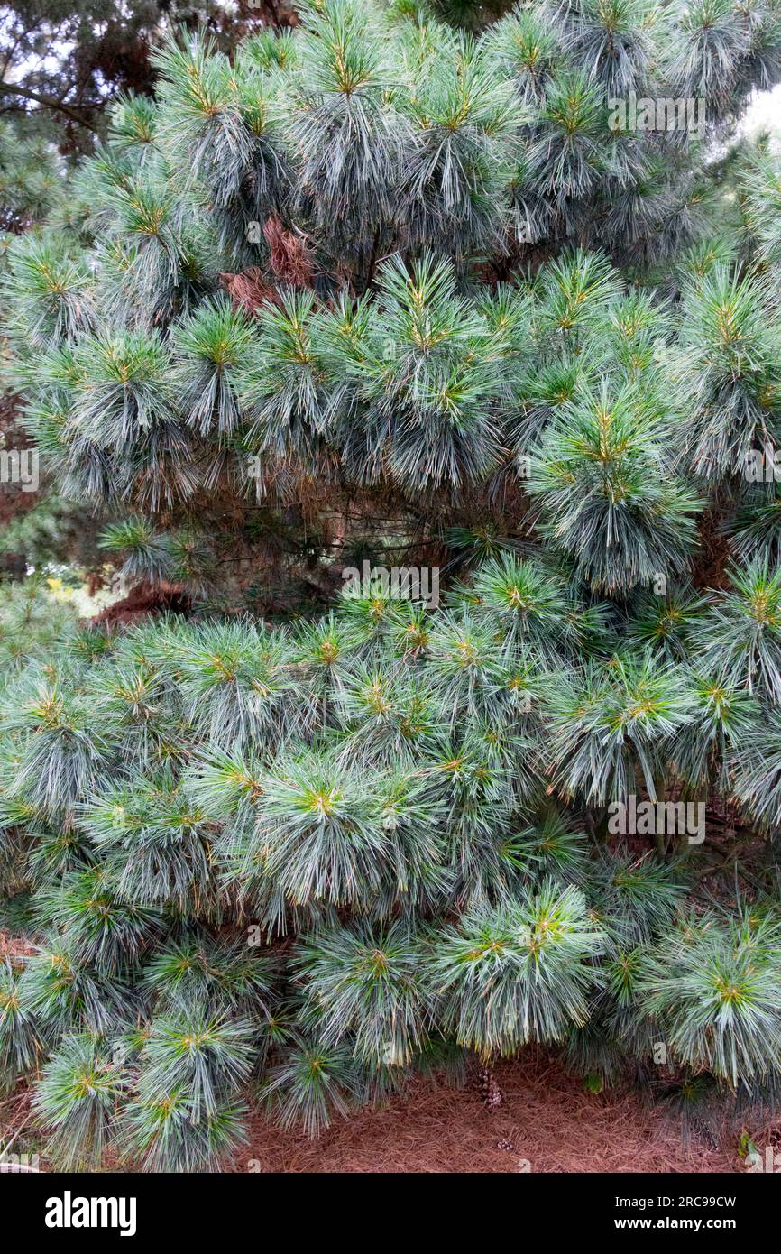 Himalayan Pine, Tree, Pinus wallichiana 'Nana' Stock Photo