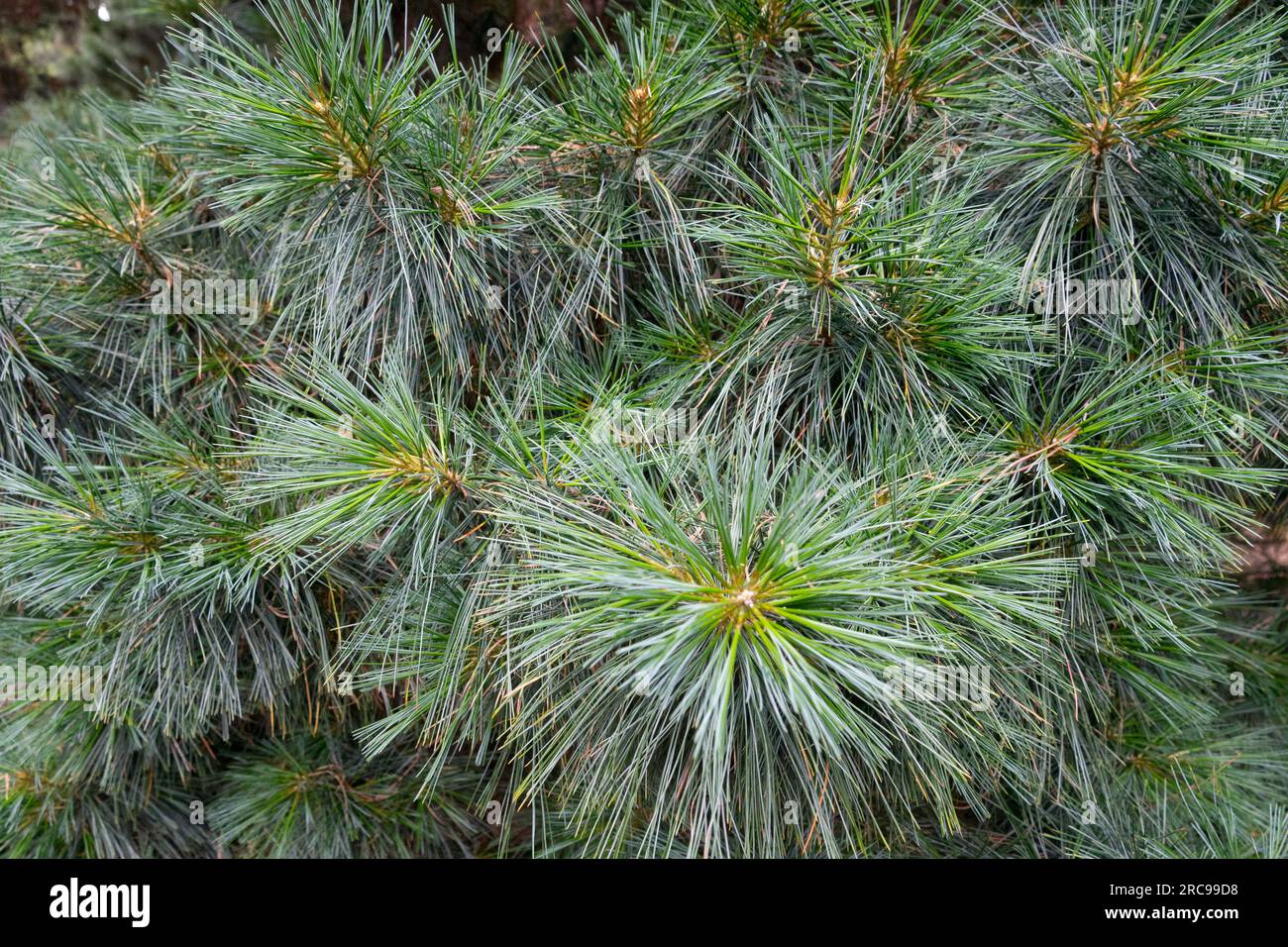 Himalayan Pine, Pinus wallichiana 'Nana' Stock Photo