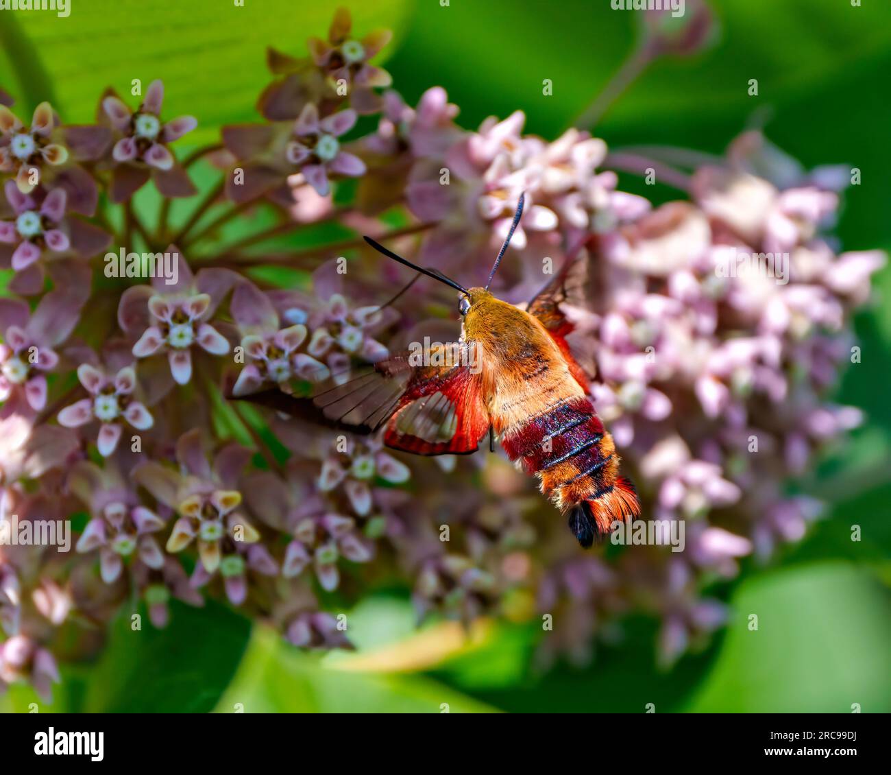 Hummingbird Clear wing Moth close-up rear-view fluttering over a milkweed plant and drinking nectar with a blur background in its environment. Stock Photo