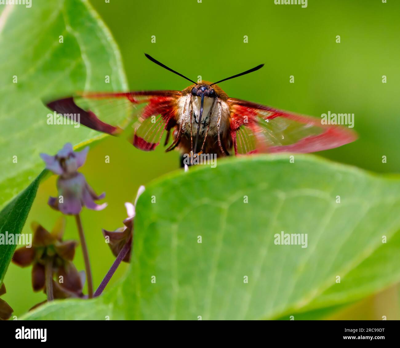 Hummingbird Clear wing Moth close-up front view fluttering over a leaf with a green background in its environment and habitat surrounding. Stock Photo