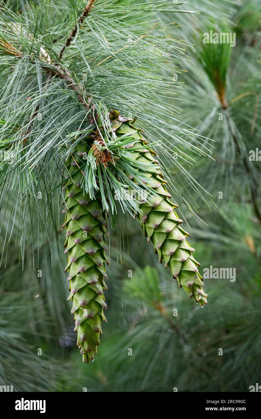 Two cones on needled branches Pino Cahuite, Mexican White Pine, Pinus ayacahuite cones female Stock Photo