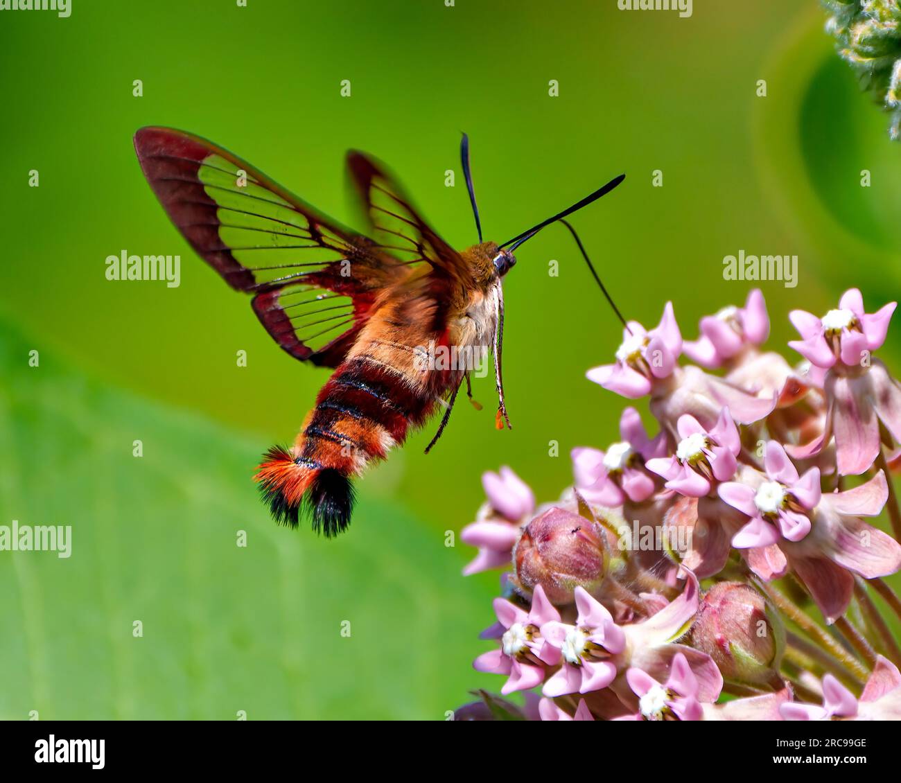Hummingbird Clear wing Moth close-up rear-view fluttering over a milkweed plant and drinking nectar with a green background in its environment. Stock Photo