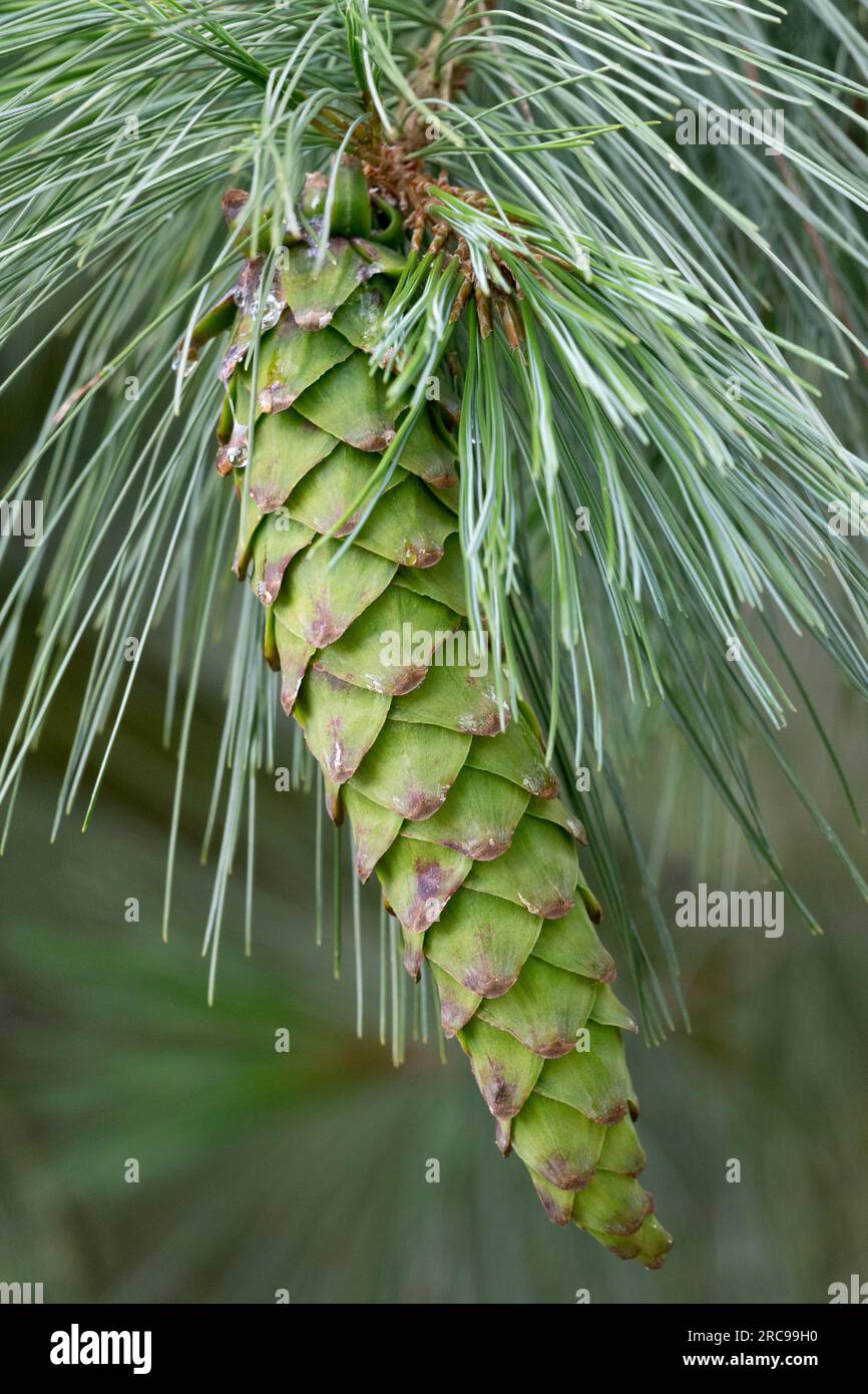Mexican White Pine, Cone, Ayacahuite Pine Pinus ayacahuite Stock Photo