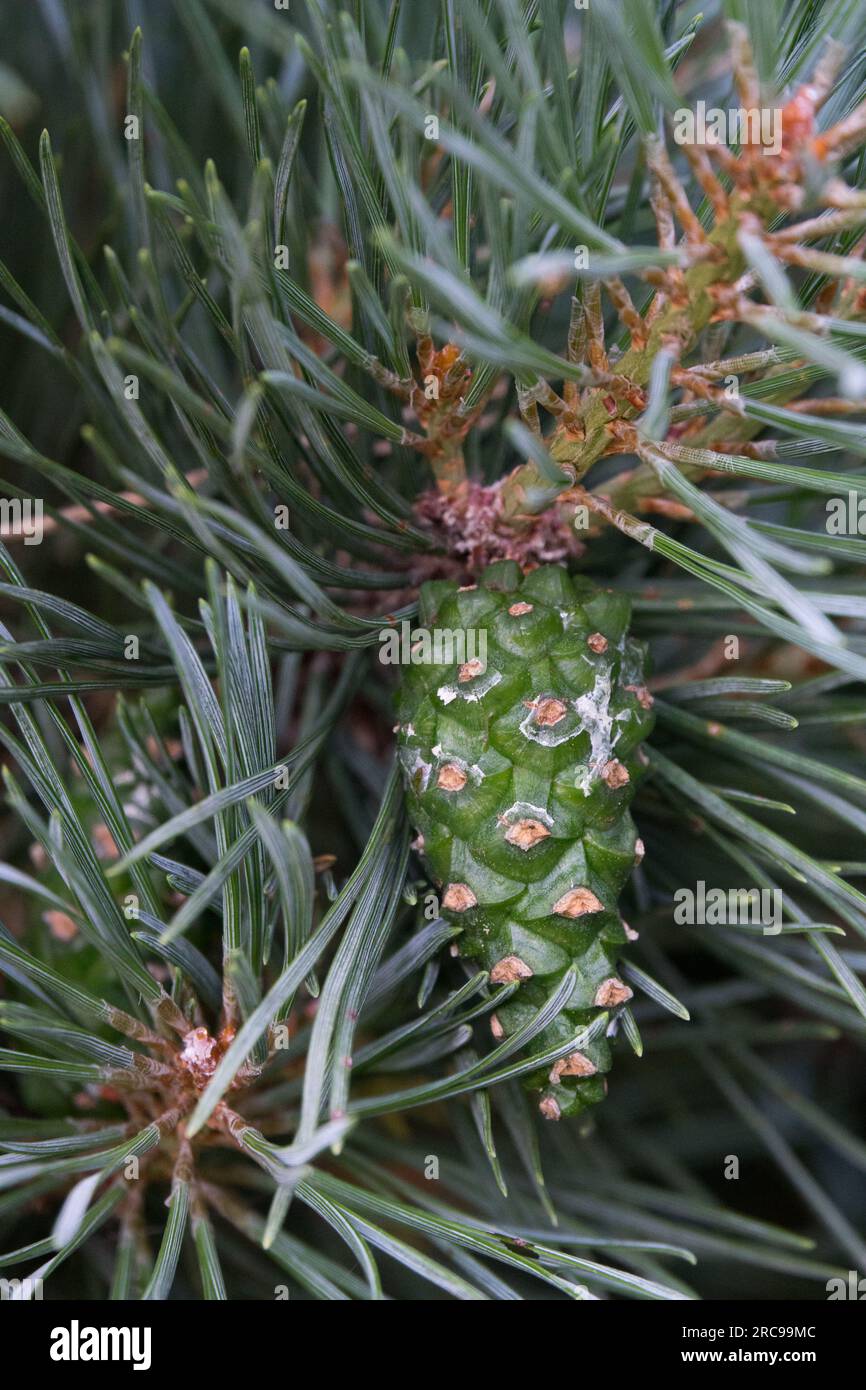 Scots pine cone pinus sylvestris hi-res stock photography and images ...