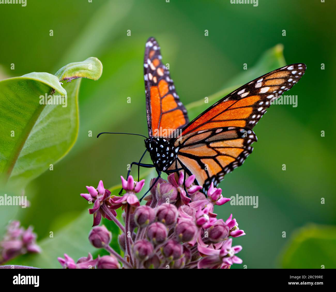 Monarch Butterfly sipping or drinking nectar from a milkweed plant with a blur green background in its environment and habitat surrounding. Butterfly. Stock Photo
