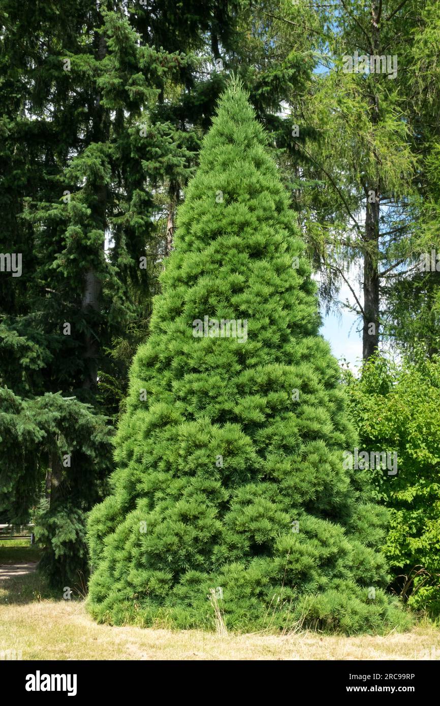 Still young Giant Redwood, Sequoiadendron giganteum, Giant Sequoia, Sequoiadendron giganteum 'Glaucum Compactum', Conical, Tree growth Stock Photo