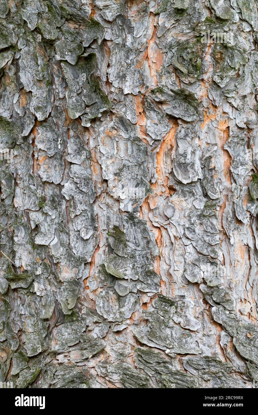 Tree, Bark, Pine, Texture, Pinus, Trunk, Pinus x digenea Stock Photo
