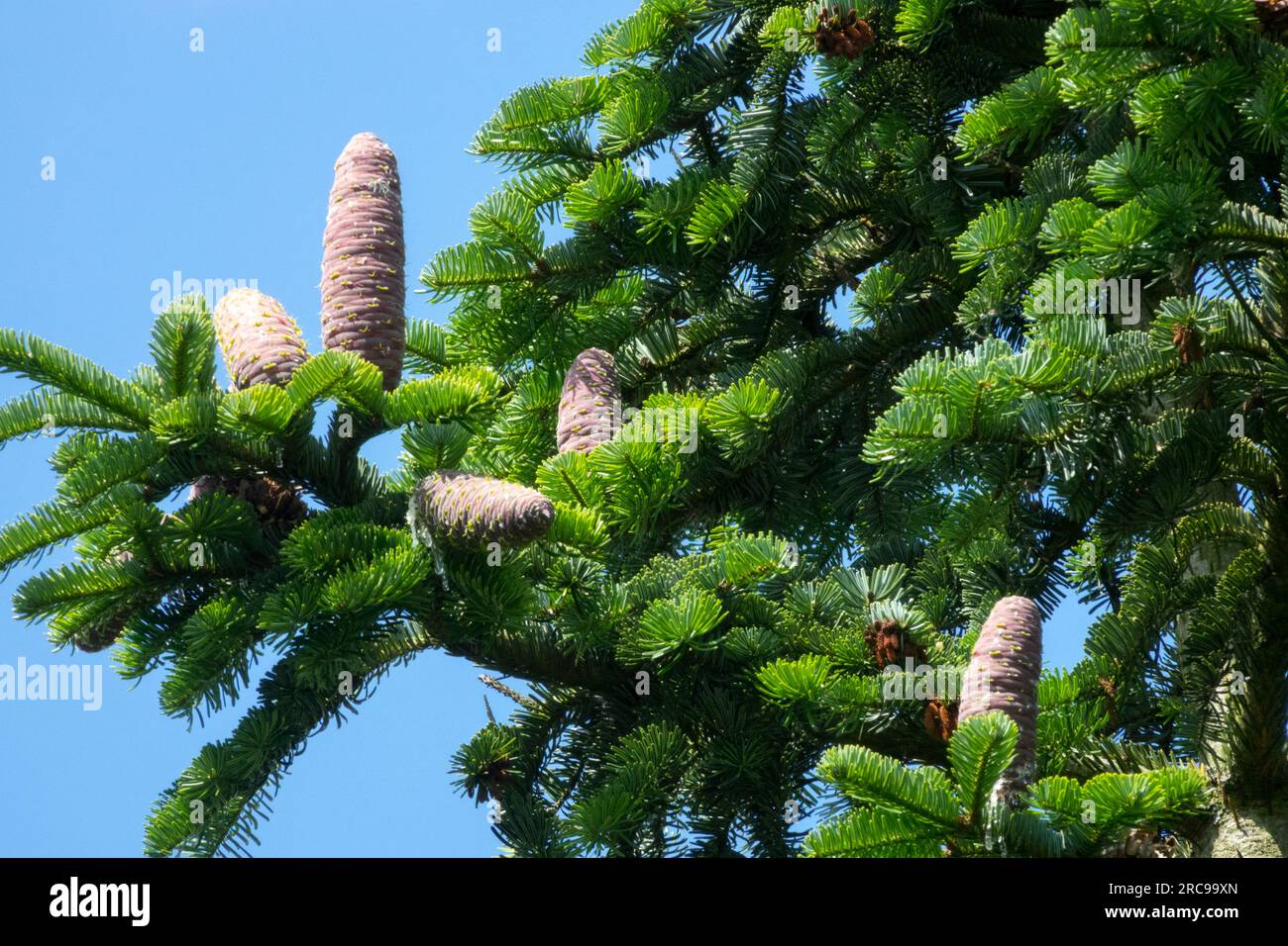 Greek Fir, Cones, Abies cephalonica Female cones on Conifer, Branch Stock Photo