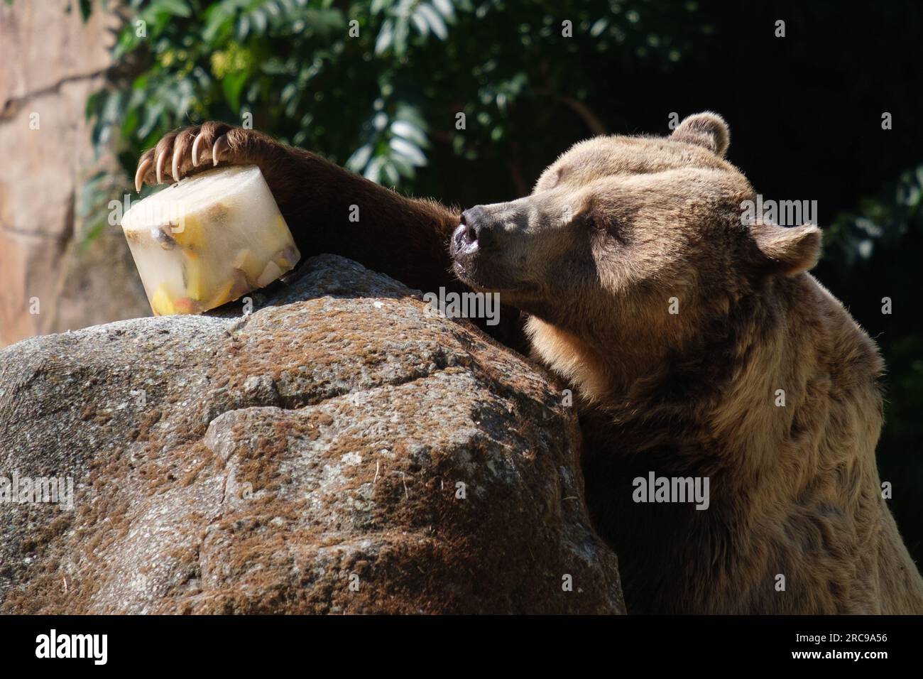 A brown bear enjoys an 'ice cream' of different fruits to combat the high temperatures of a heat wave at the Zoo Aquarium on July 13, 2023 in Madrid, Stock Photo