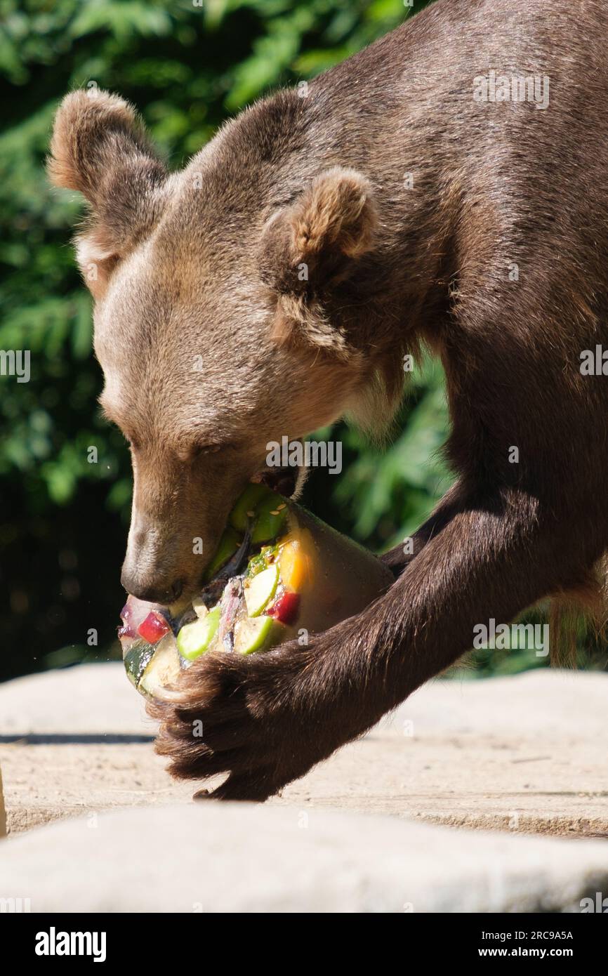 A brown bear enjoys an 'ice cream' of different fruits to combat the high temperatures of a heat wave at the Zoo Aquarium on July 13, 2023 in Madrid, Stock Photo