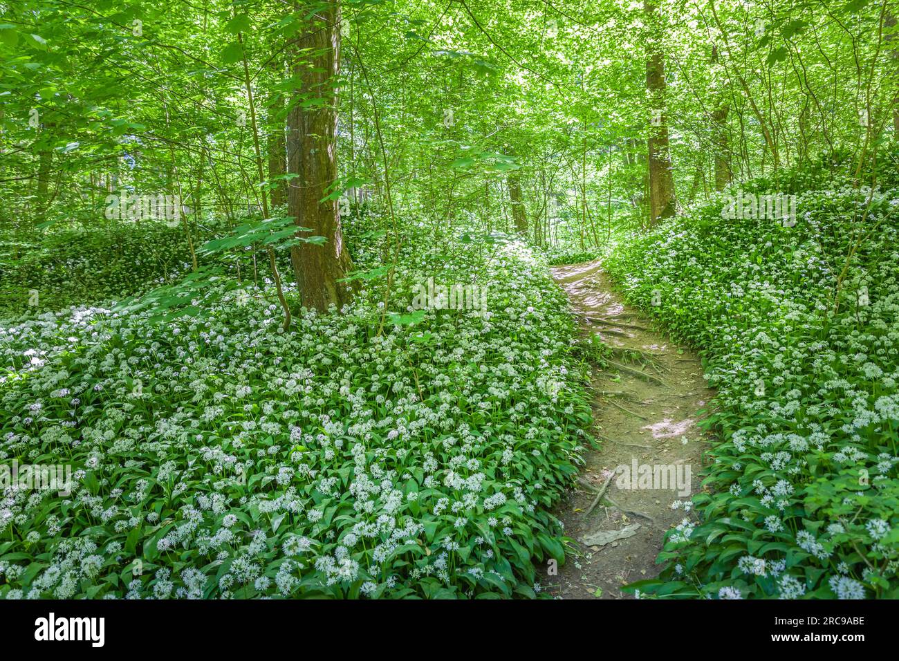 geography / travel, Denmark, Bornholm, Gudhjem, forest track to the Dondalen cascade at Gudhjem, ADDITIONAL-RIGHTS-CLEARANCE-INFO-NOT-AVAILABLE Stock Photo