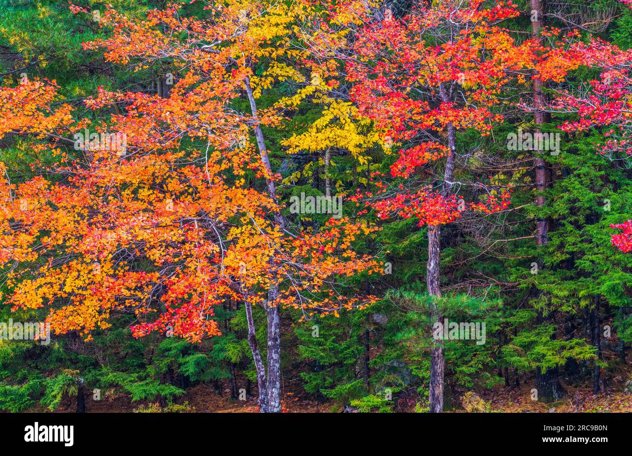 Autumn color in Mount Desert Island in Maine. Stock Photo