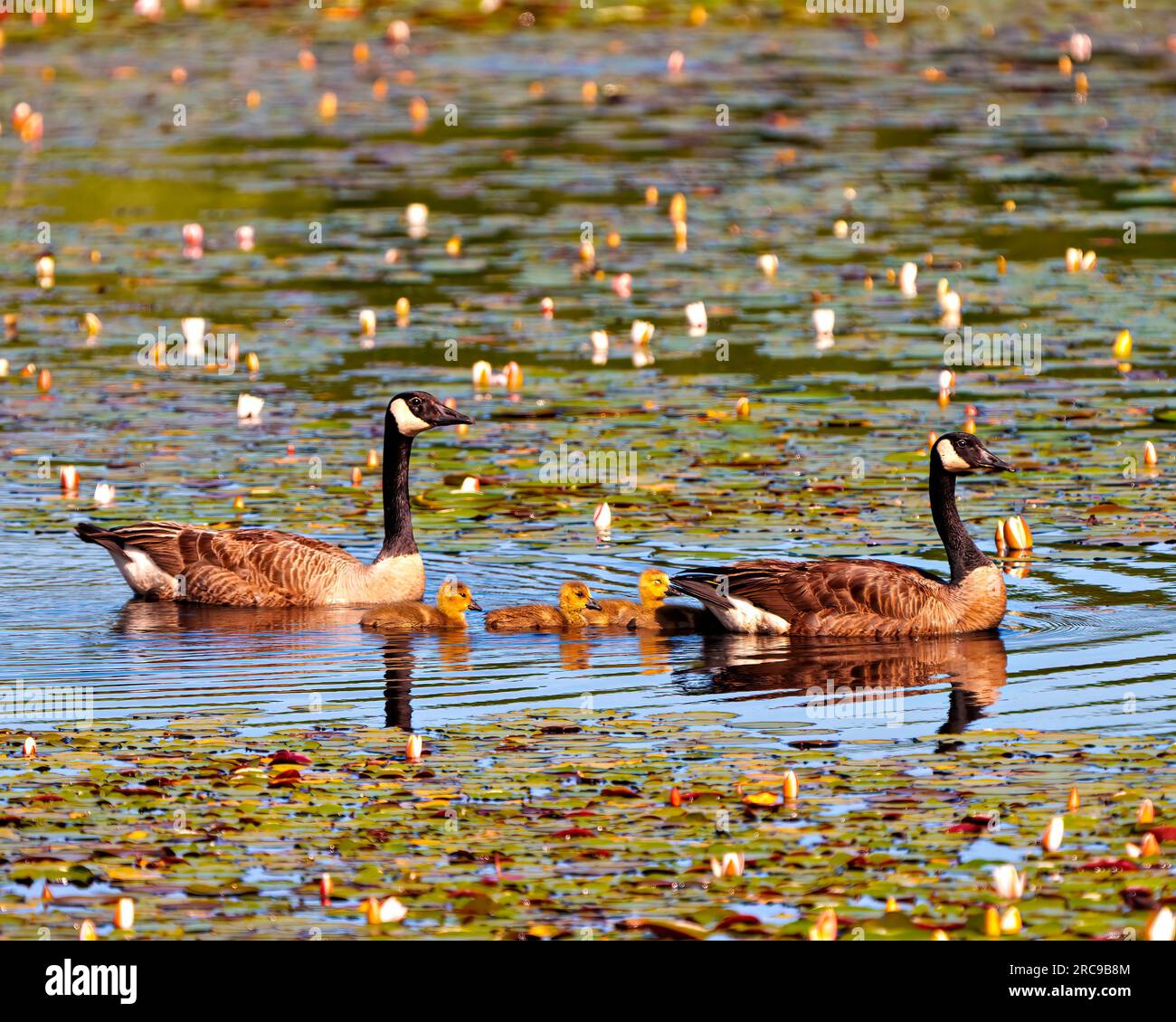 Canada Goose and baby gosling swimming on the lake with water lily and enjoying their environment and habitat surrounding.  Goose Picture. Stock Photo
