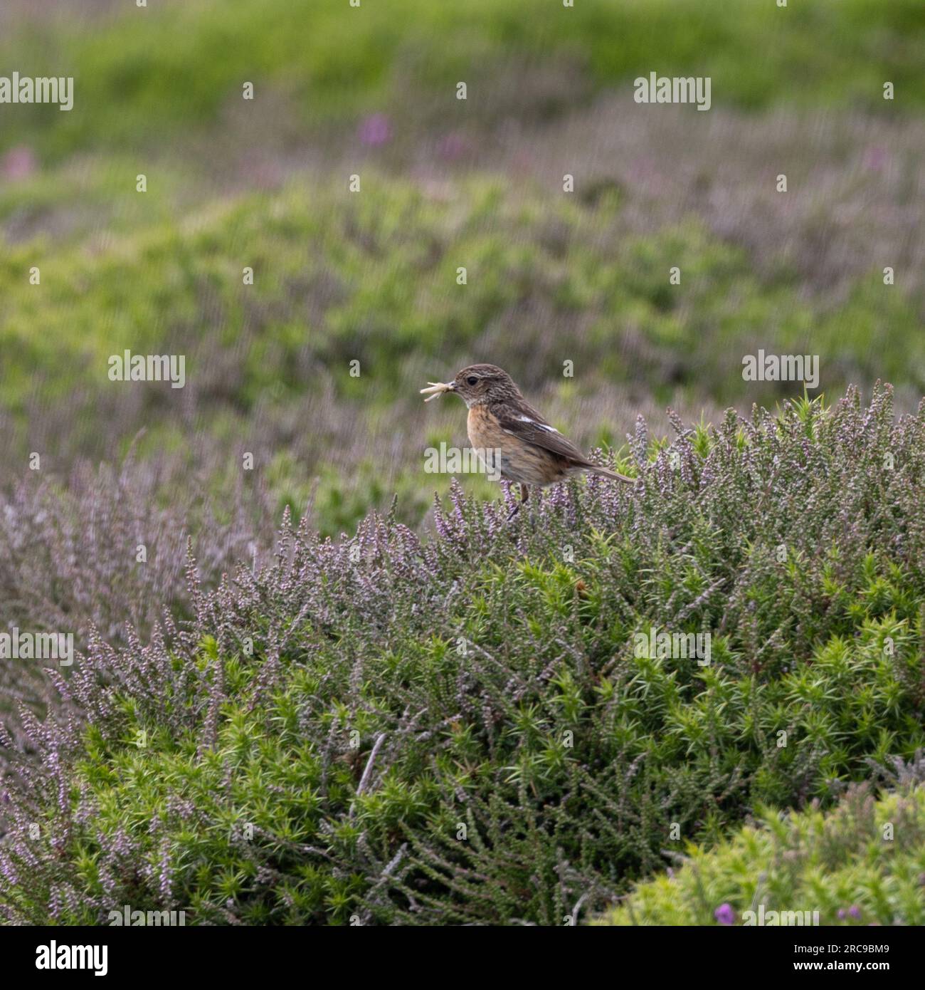 Juvenile Stonechat perched on heather Stock Photo