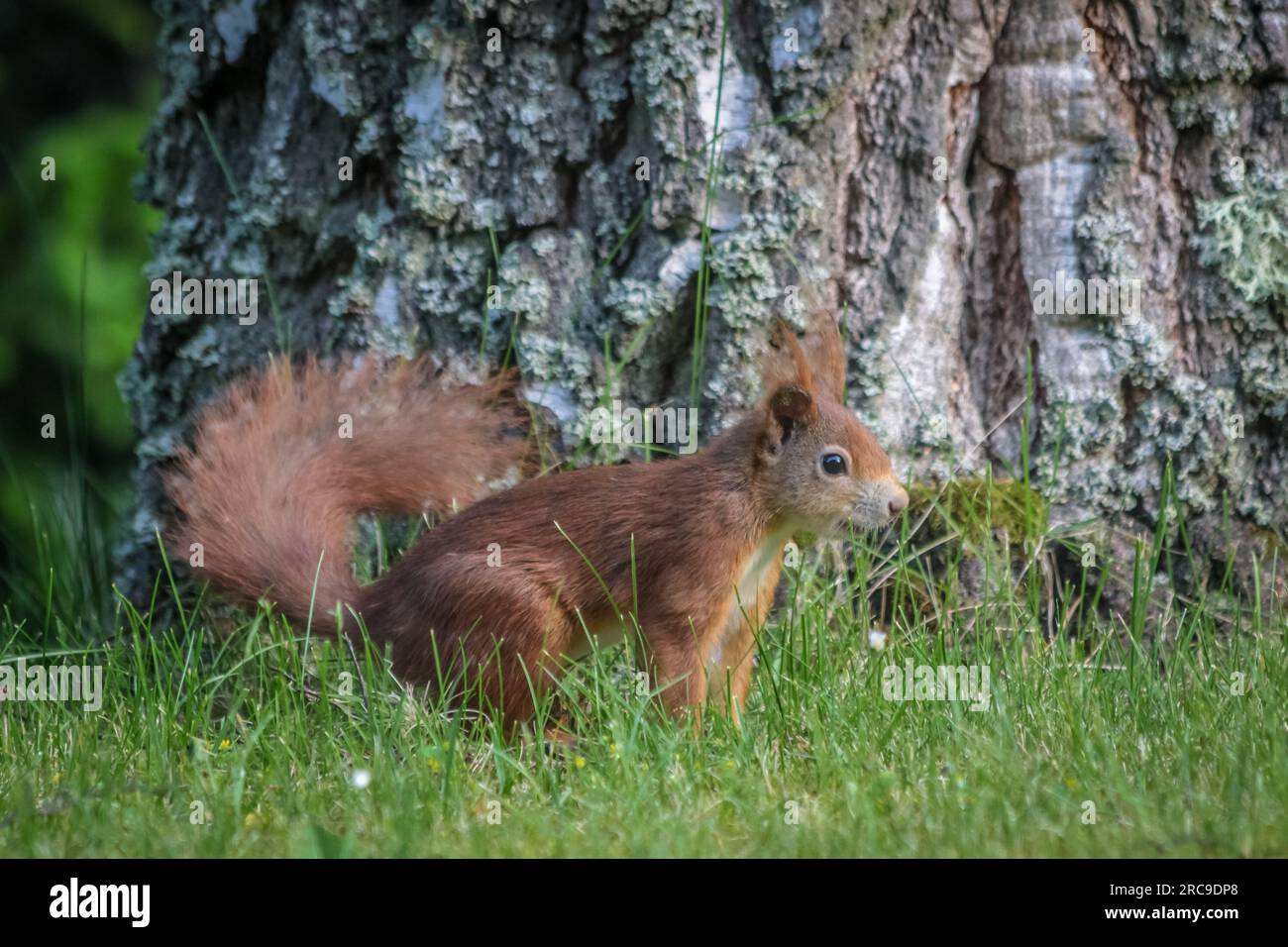 zoology, mammal (mammalia), squirrel on meadow at trunk, Niedernhausen, Hesse, Germany, ADDITIONAL-RIGHTS-CLEARANCE-INFO-NOT-AVAILABLE Stock Photo